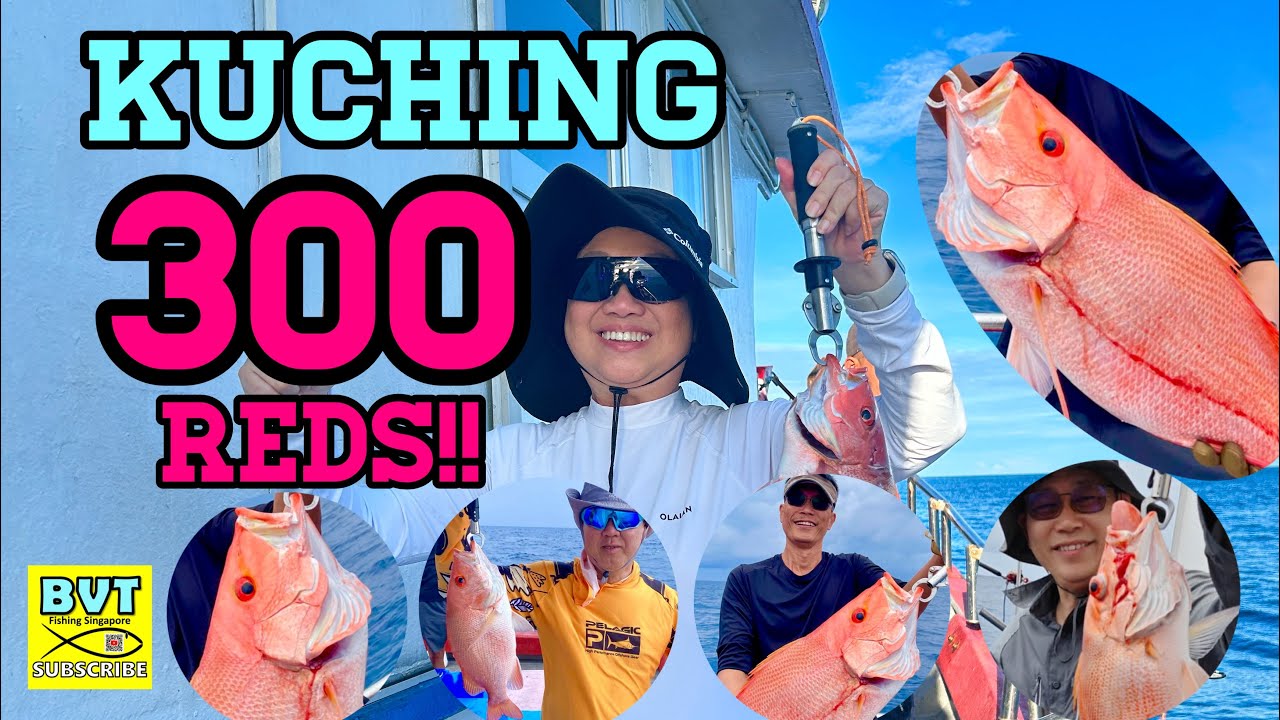KUCHING 300 REDS ON NEMO 2! BVT FISHING (SINGAPORE) - EP2411