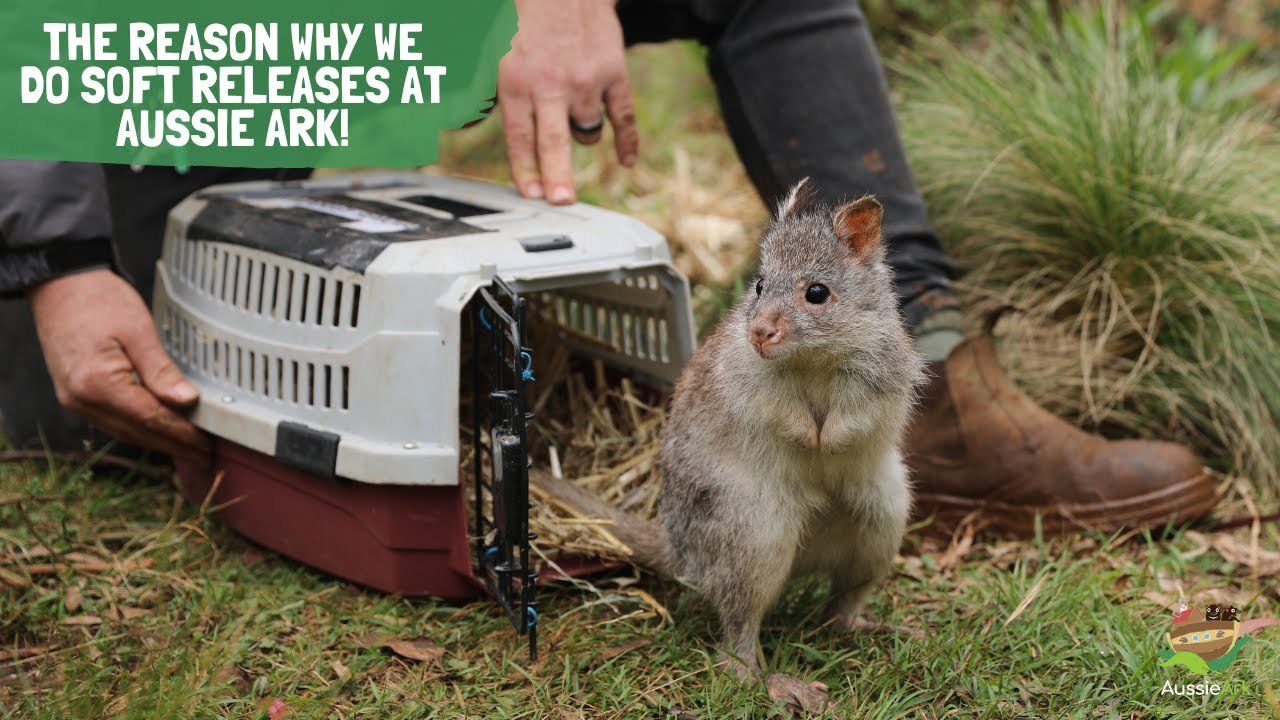 Aussie Ark Reason Why Series - Episode 7!