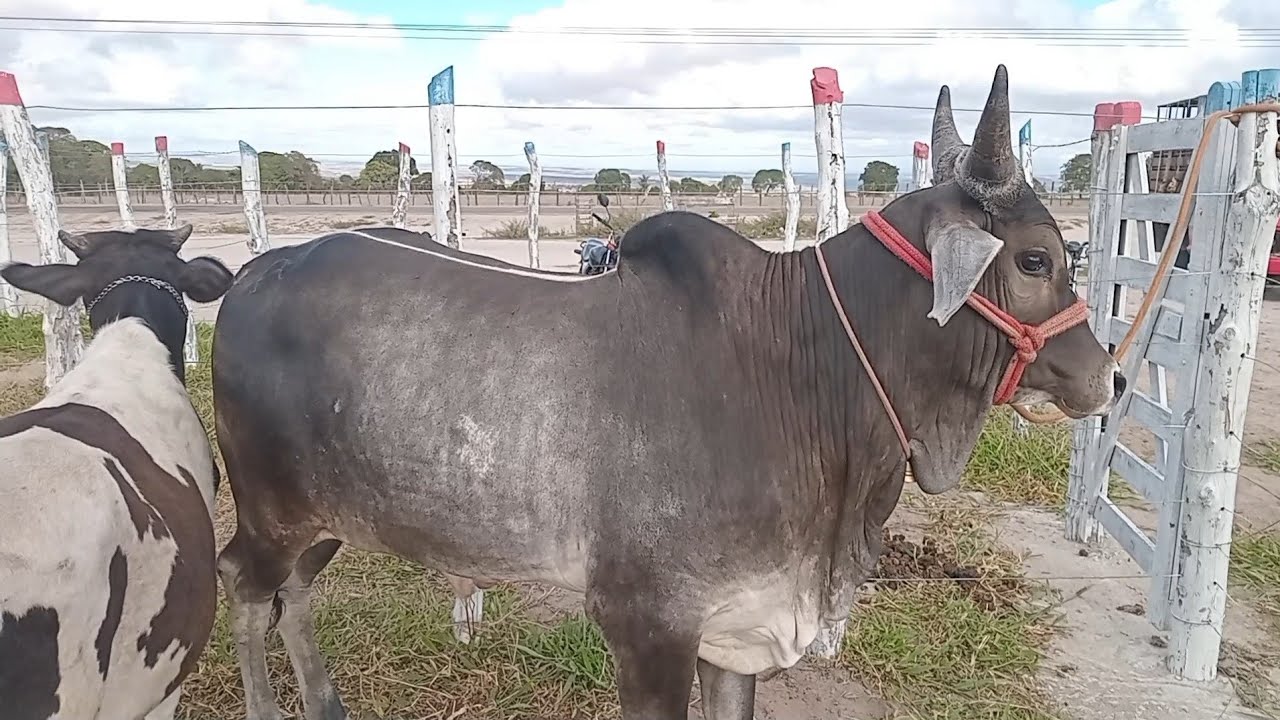 FEIRA DO GADO EM JUREMA_PE 24_01_2026 TEM UMA BEZERRA DE LUXO 
