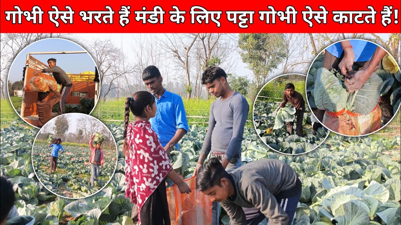 🥬 गोभी ऐसे भरते हैं मंडी के लिए | 💯 किसान का असली तरीका | अंकित ki Comedy