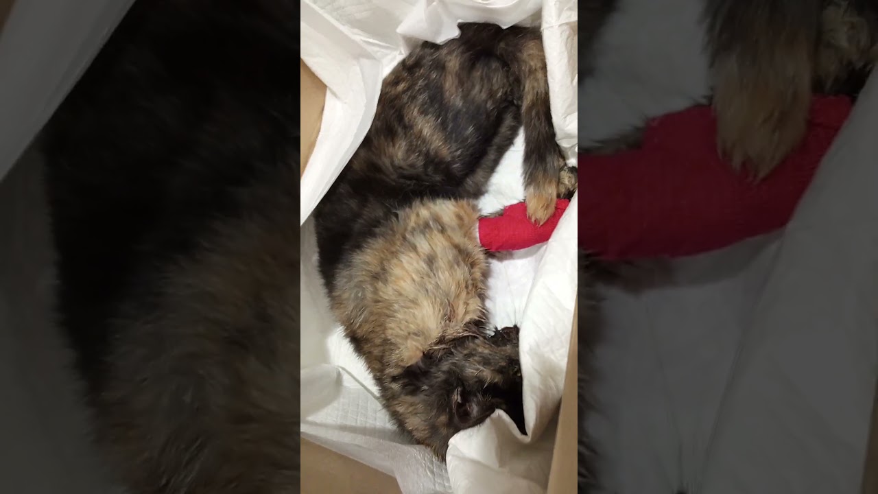 #pets