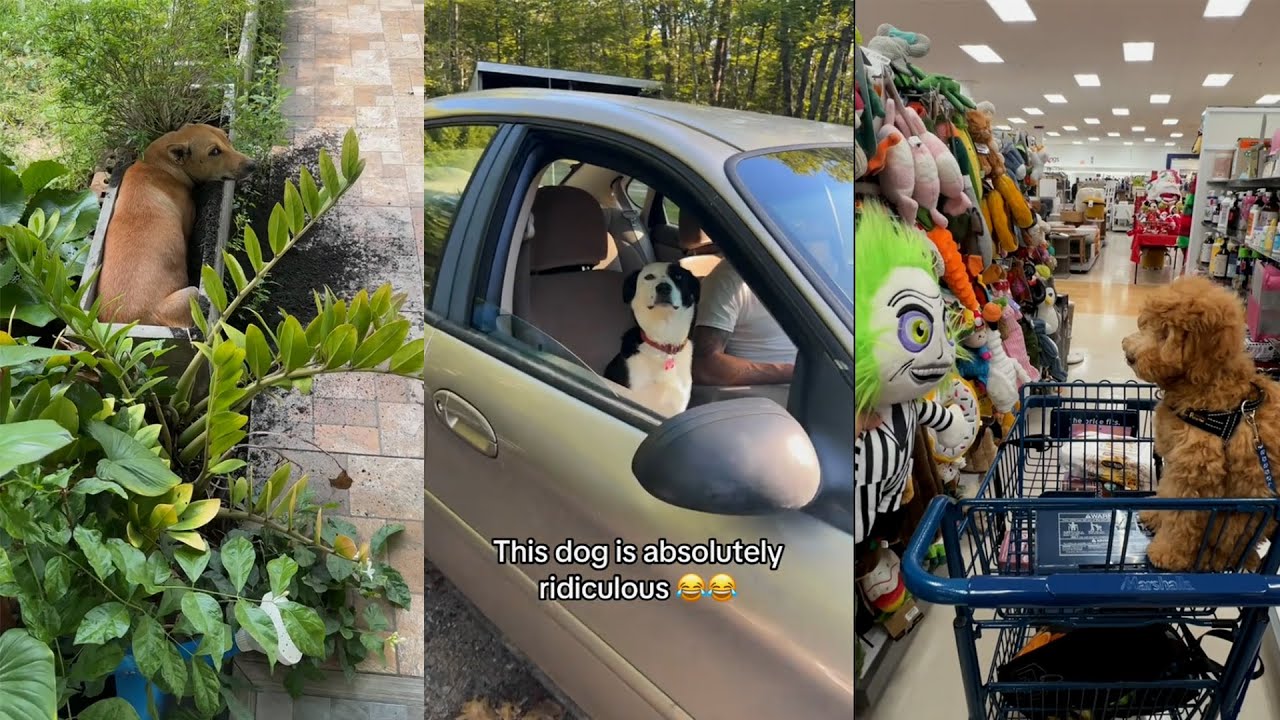 Get a dog, these moments you will have ! 🤣