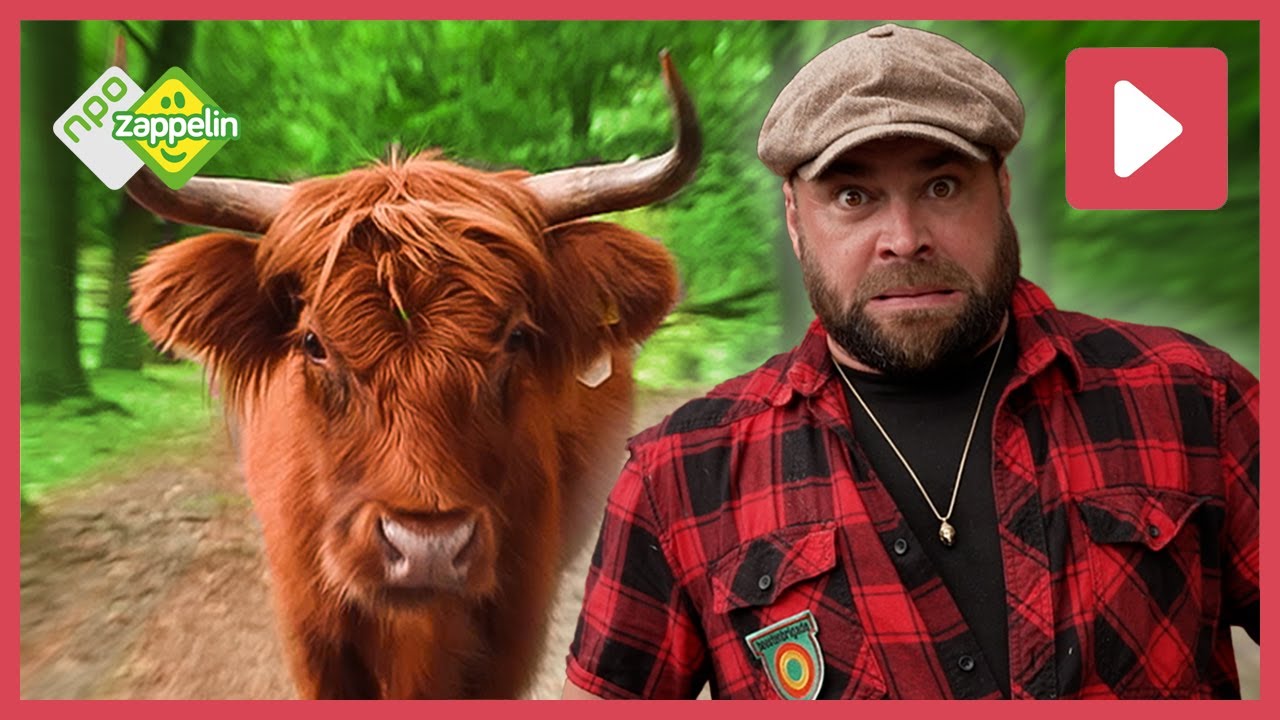 SCHOTSE HOOGLANDER ACHTERVOLGT BOSWACHTER TIM 🐮 | Beestenbrigade Wilde Dieren | NPO Zappelin