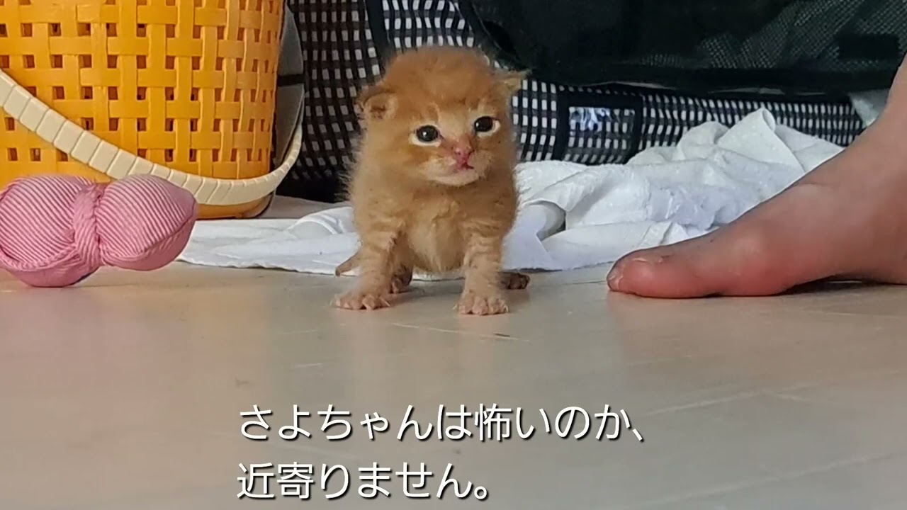 我が家に子猫を...