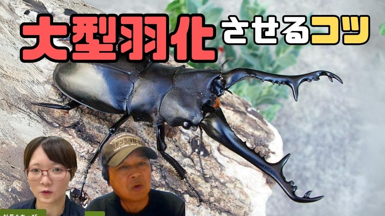 ギラファノコギリクワガタの飼育方法！容器はどのサイズ？大型羽化させるコツとは！｜【クワカブ広場】名人Shihoのクワカブ相談室！会員は無料で配信中！〈9月17号〉#カブトムシ #クワガタ #昆虫 #夏