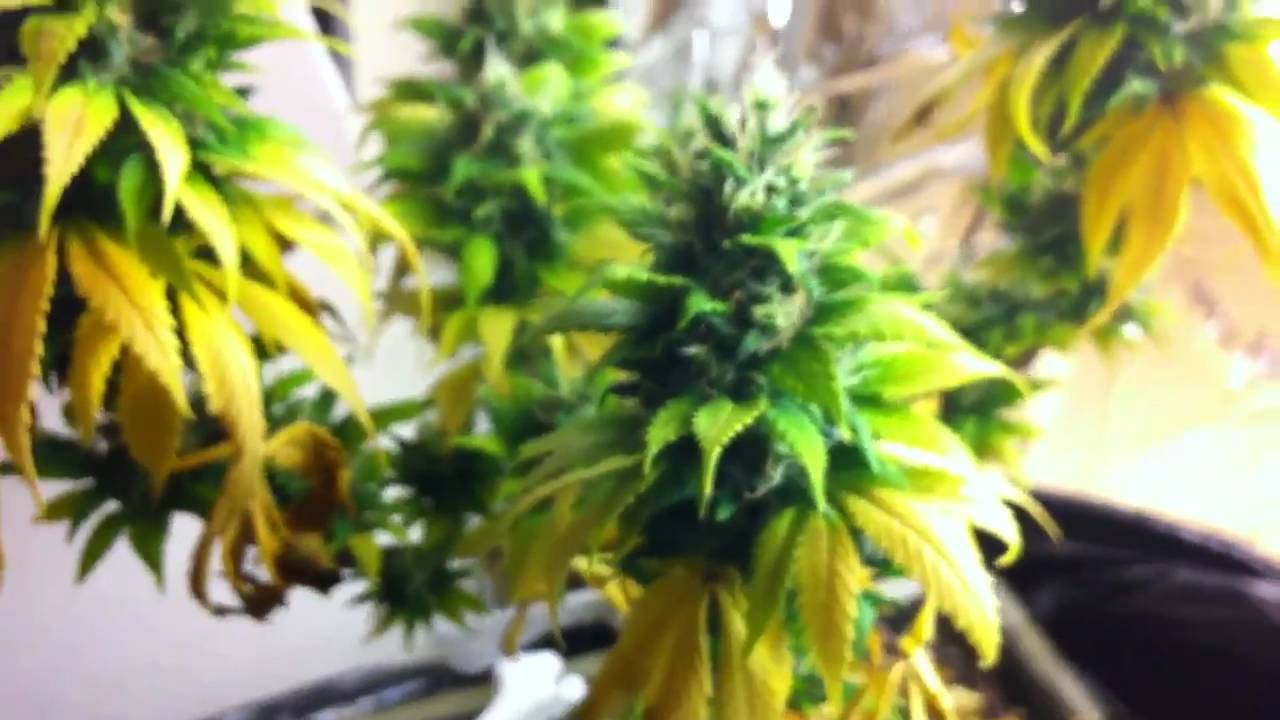 Stealth Grow box just before harvest