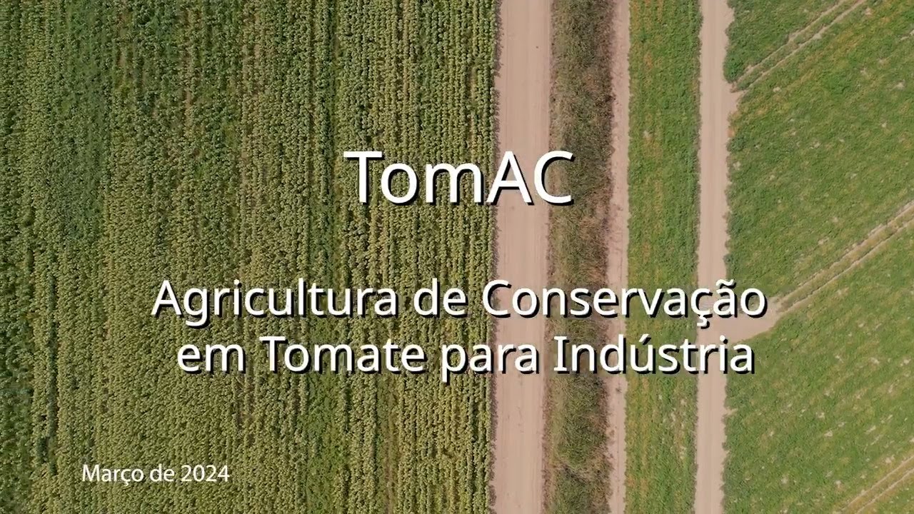 Projeto TomAC demonstra benefícios das culturas de cobertura na produção de tomate para indústria