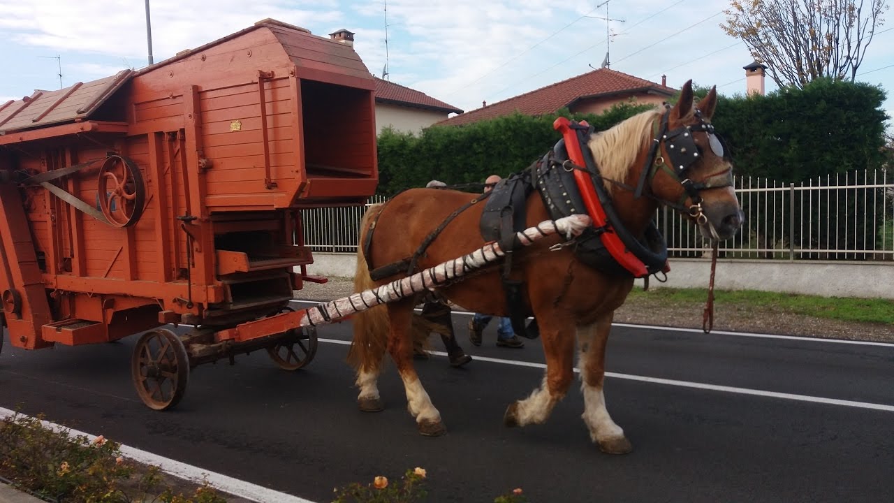 Cavallo da tiro / trebbia Artemio Bubba