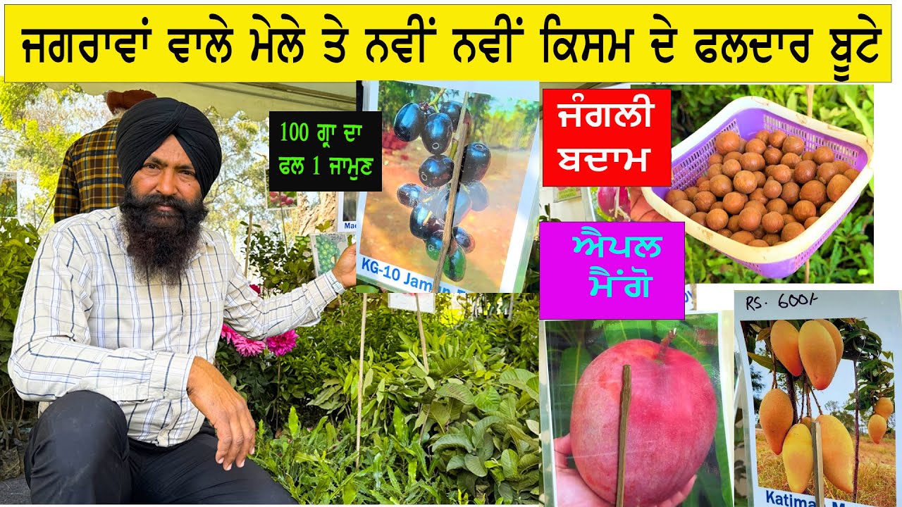 ਨਵੇਂ ਹੀ ਨਾਮ ਦੇ ਫ਼ਲਦਾਰ ਬੂਟੇ ਜਗਰਾਵਾਂ ਵਾਲੇ ਮੇਲੇ ਤੇ ਵੇਚਣ ਆਏ || new fruit plant