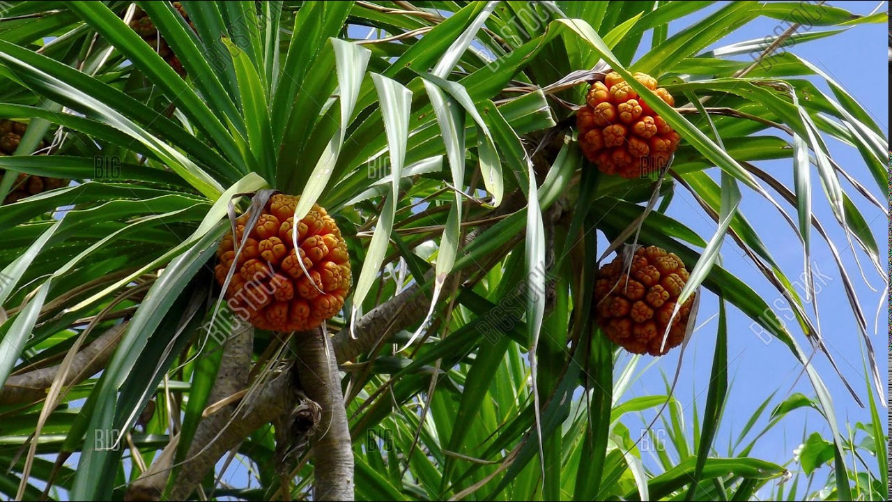 FU'U TOTO-KO-'OFALOI (HAVELULOTO) HE'AKI FIEFIA