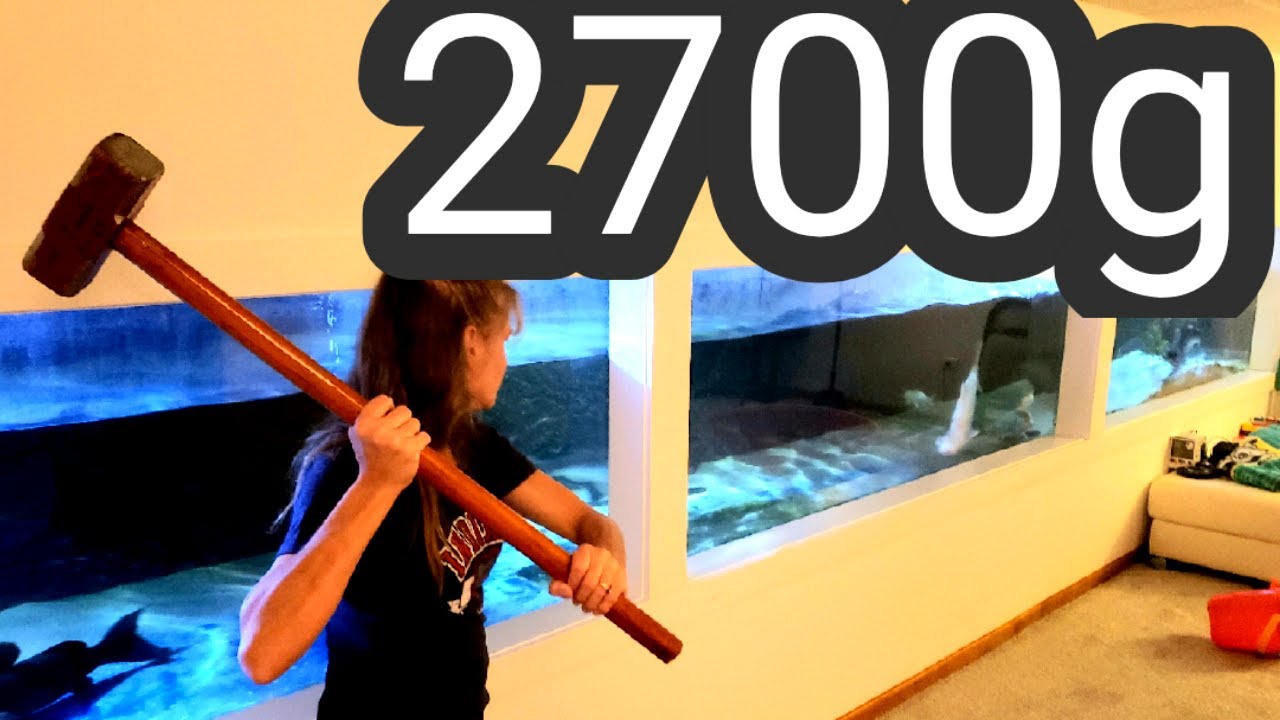 Destroying 2700 gallon tank and rescuing monster fish.
