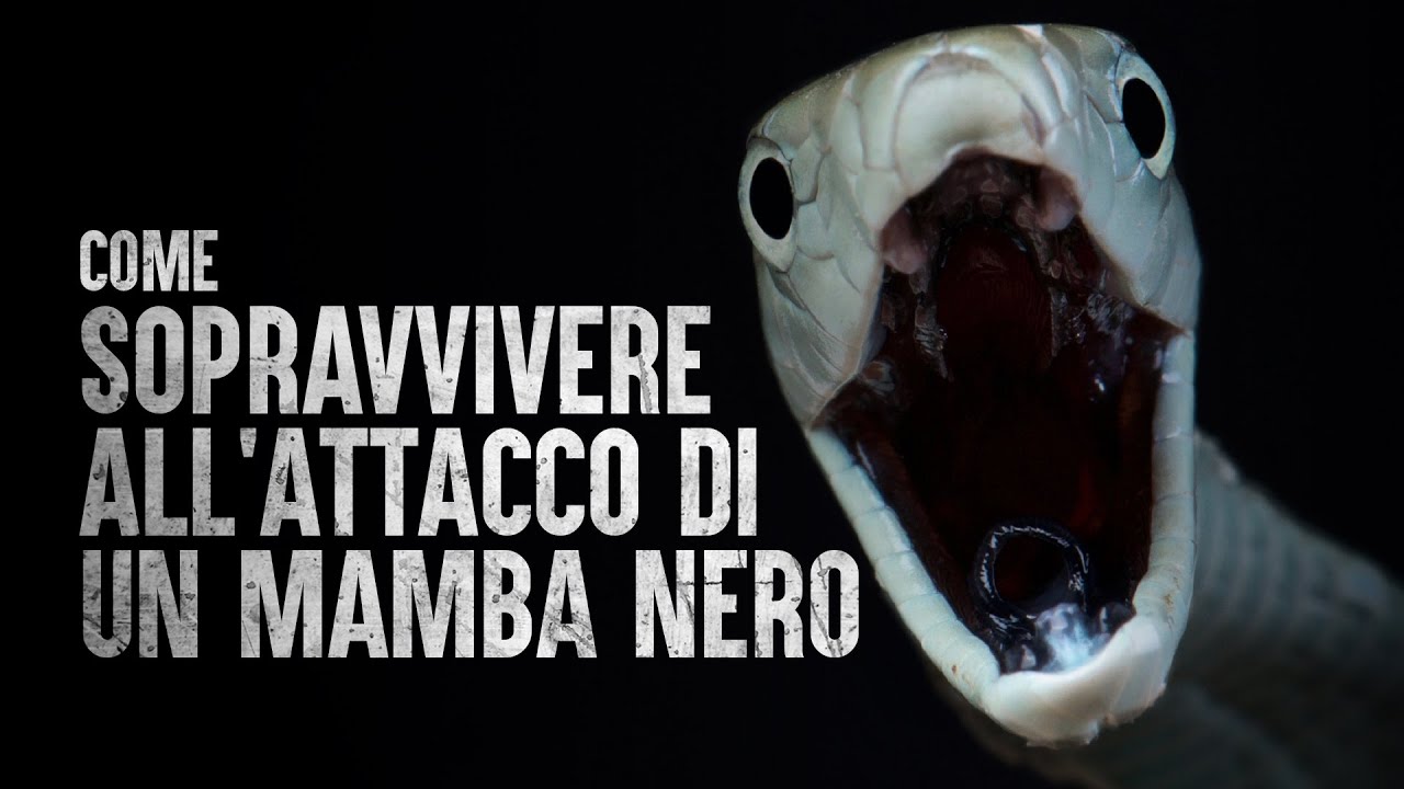 Come Sopravvivere all'Attacco di un Mamba Nero