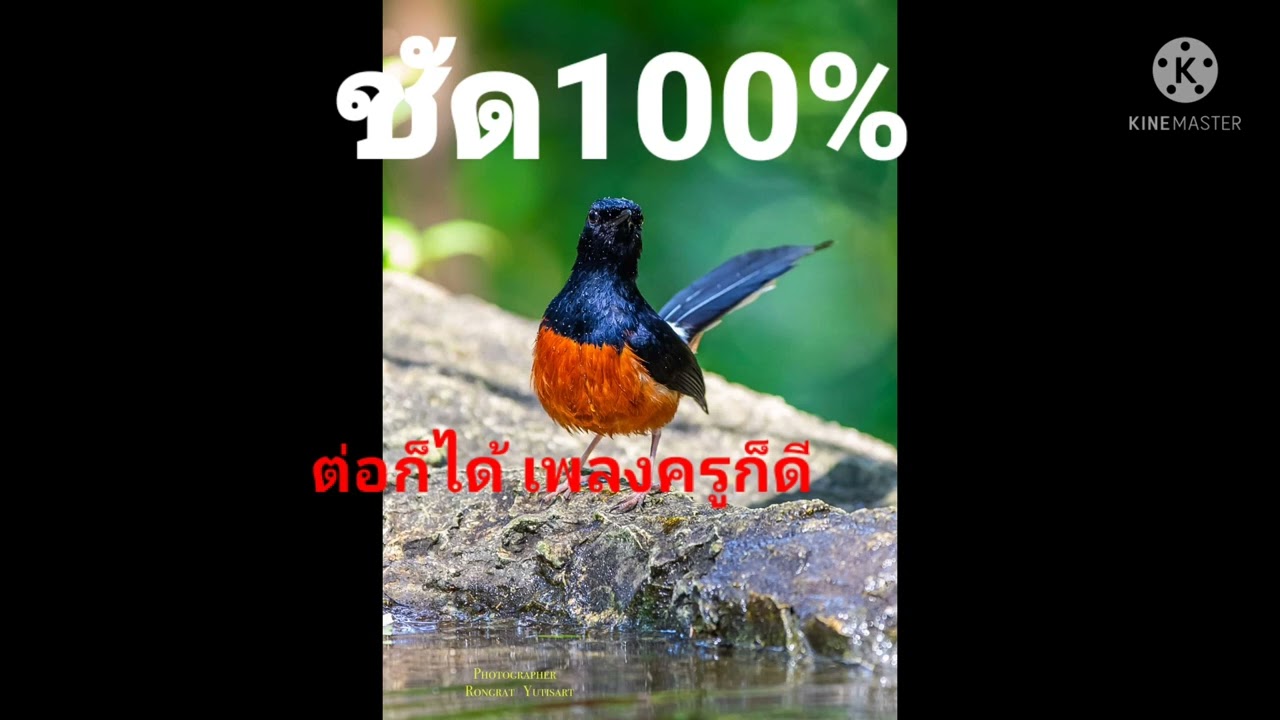 เสียงนกกางเขนดง ชัด100%