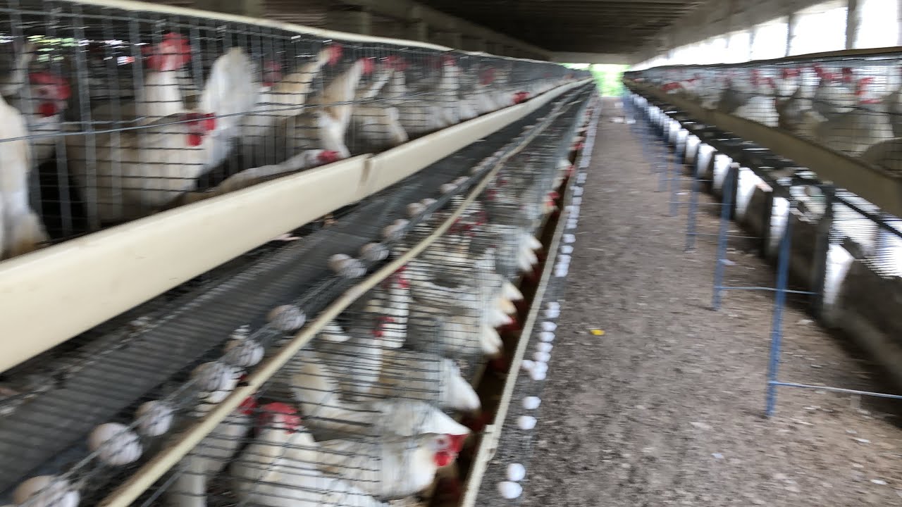 Raising Chickens For Eggs | Collecting Chicken Eggs | Food For Egg Laying Chicken | Part 31