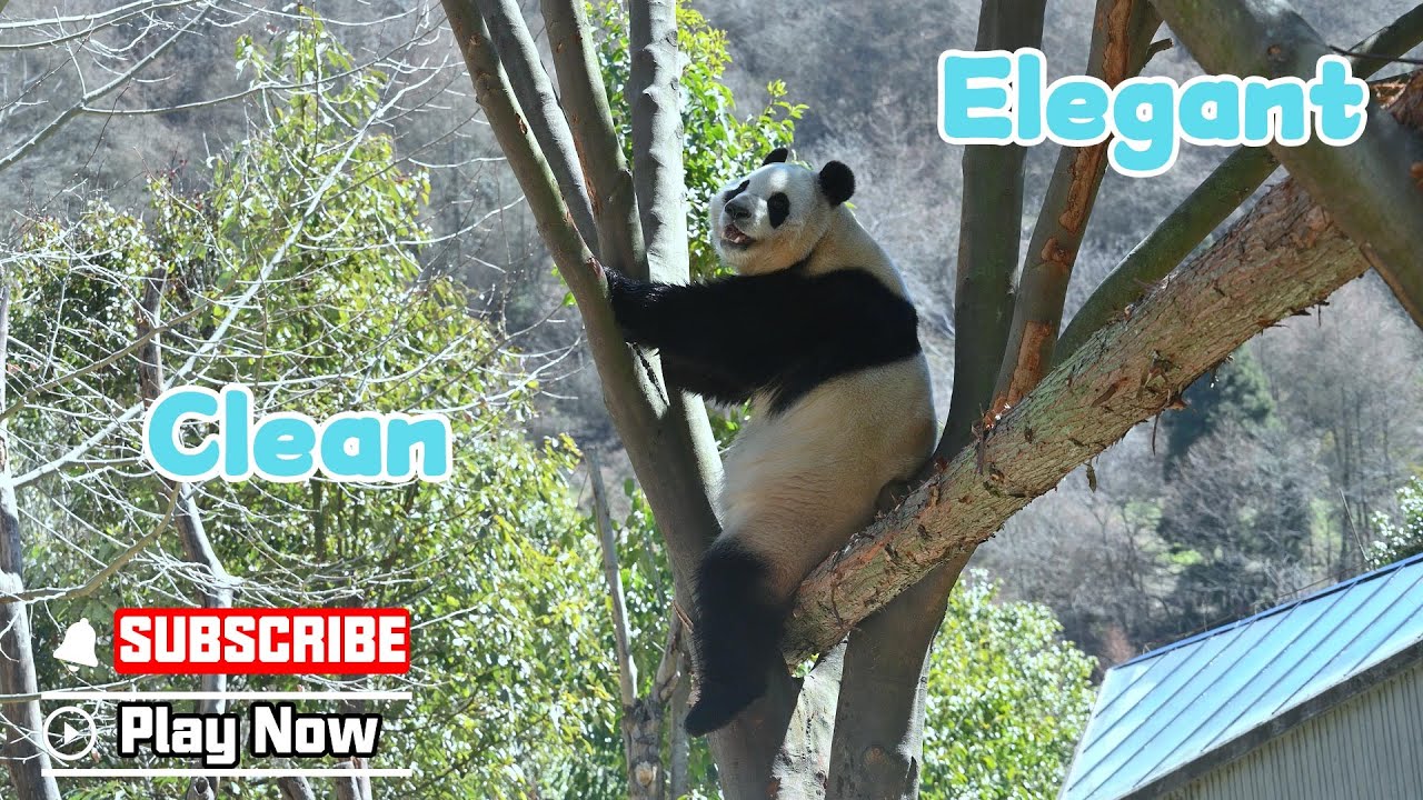 【Life Of Returnee Pandas】Episode 32 The Clean And Elegant Fu Bao | iPanda