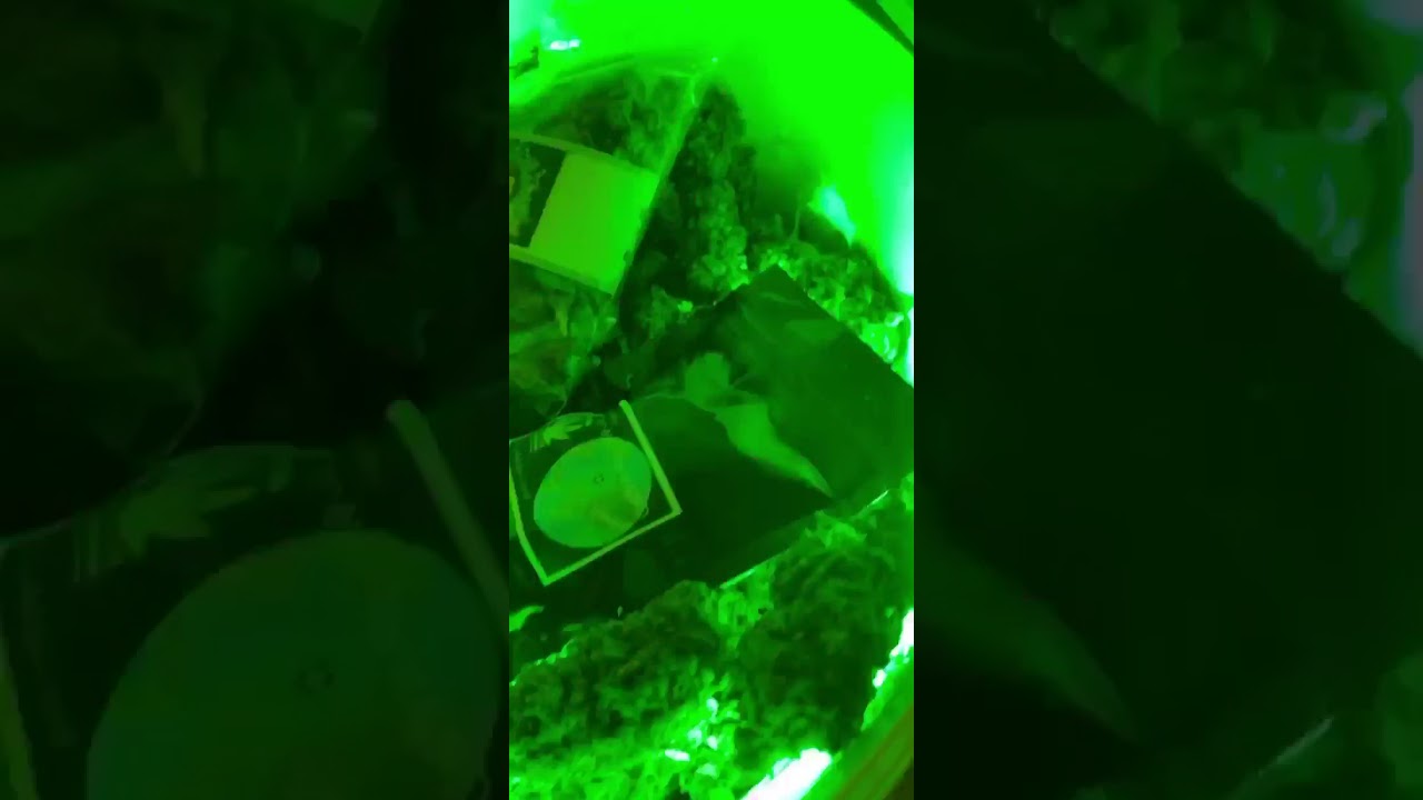 fleur de cbd video
