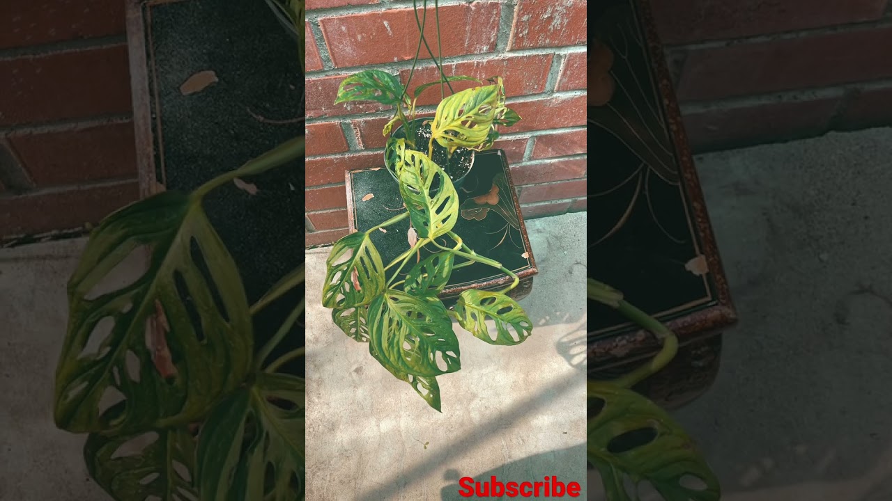 Amazing Beautiful Huge Leaves Monstera Adansonii #Short