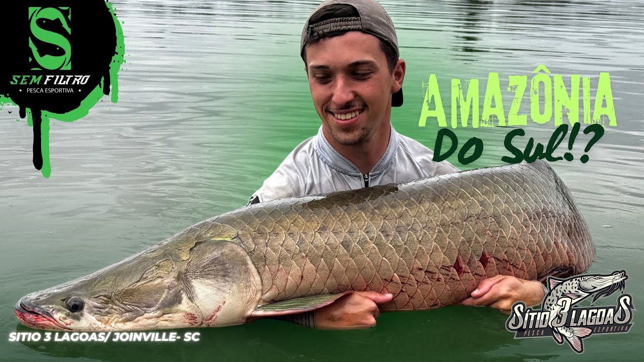 PIRARUCUS GIGANTES! OS PRÉ-HISTÓRICOS AMAZÔNICOS EM SC! A NOVA AMAZÔNIA NO SUL? -Sitio 3 lagoas/SC