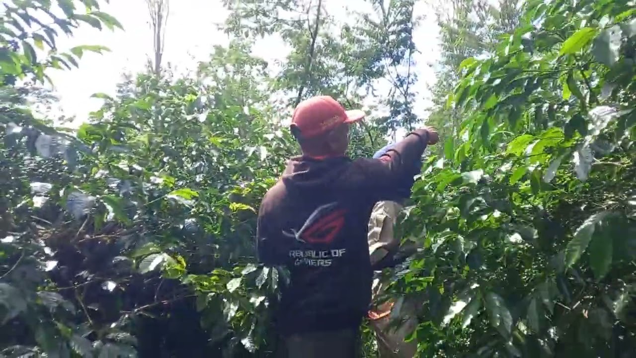 SADARI FEBRUARI 2026 - Manajemen cabang untuk mencegah resiko jamur dan penggerek buah kopi