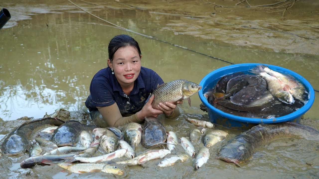 Harvest Fish from long-term ponds to sell at the market, Gardening to grow Cu Kieu | Trieu Mai Huong