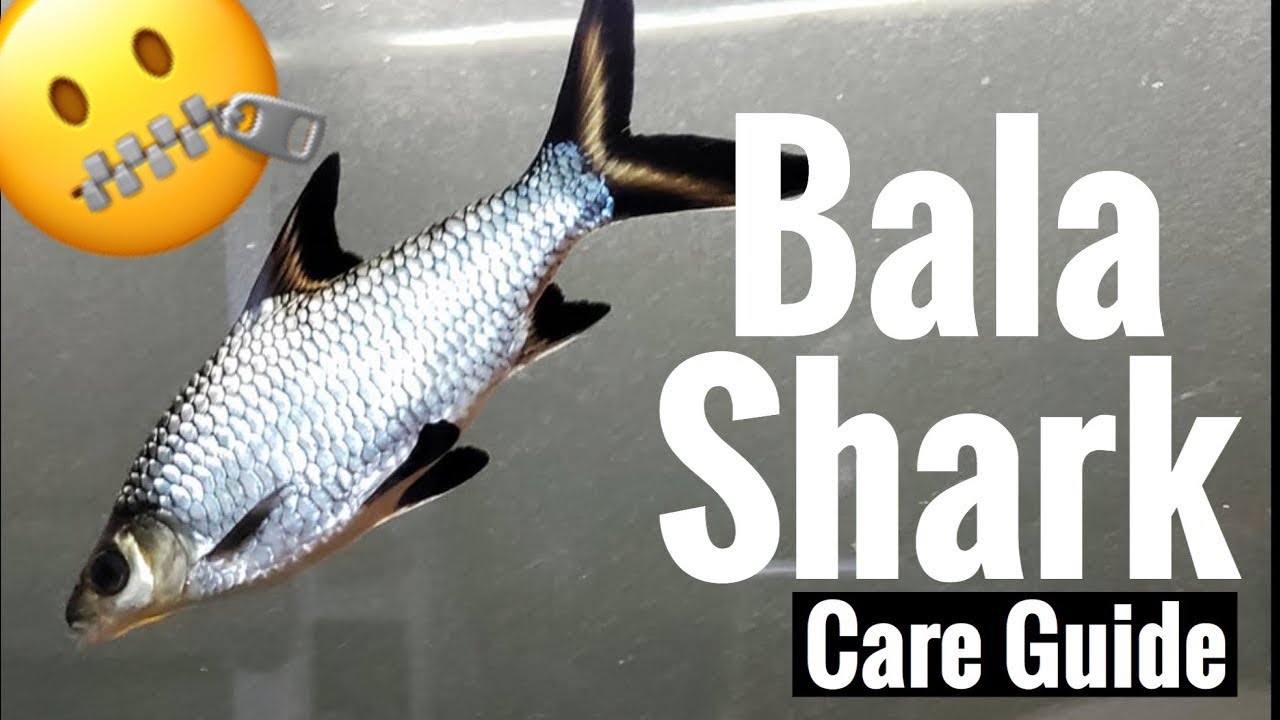 Bala Shark Care Guide