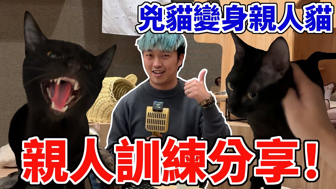 兇貓變身親人貓，親人訓練經驗分享！