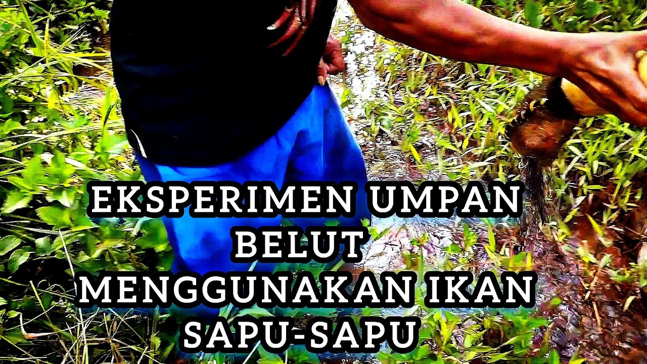 Umpan belut menggunakan ikan sapu-sapu apakah cukup efektif?