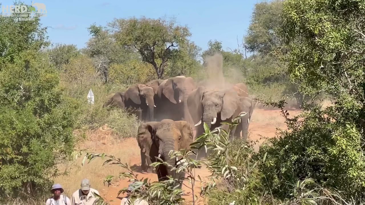 The Incredible Moment the Whole Elephant Herd Come Walking Down the Road