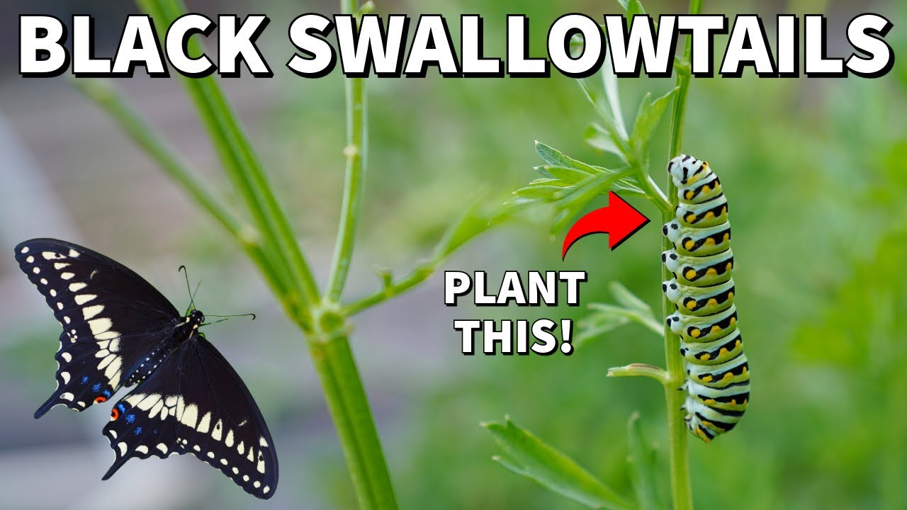 PLANT THIS For More Black Swallowtail Butterflies In Your Garden!