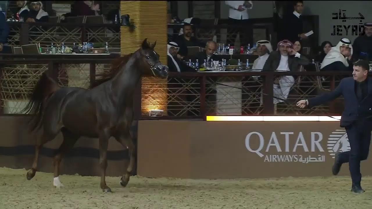 بطولة الدوحة ضمن جولة أبطال الخيل العربية العالمية GCAT - اليوم الرابع