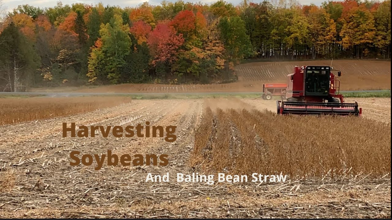 Harvesting Soybeans and Baling Bean Straw on a Small Farm in Canada