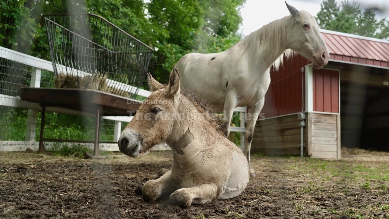Rejected by his mother, a rare wild Asian horse foal finds a new mom