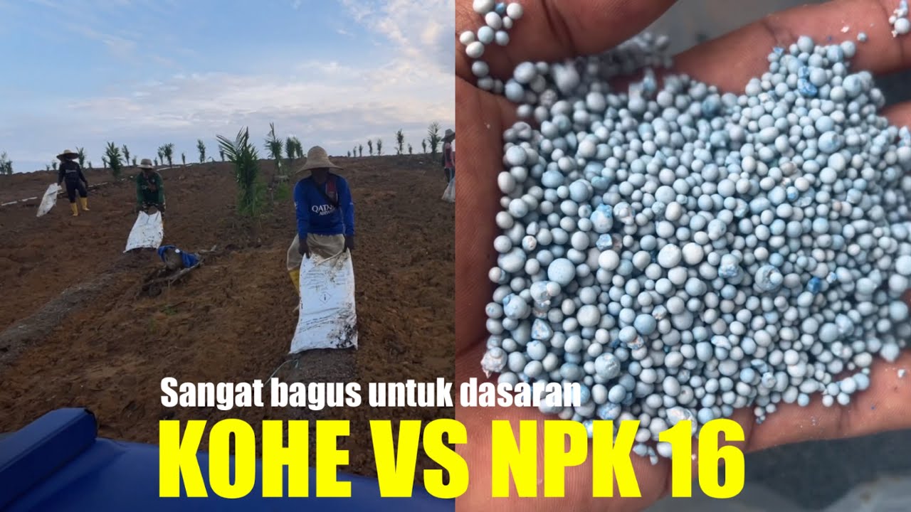 PUPUK DASAR PALING COCOK UNTUK TANAMAN SEMANGKA DI SEMUA MUSIM
