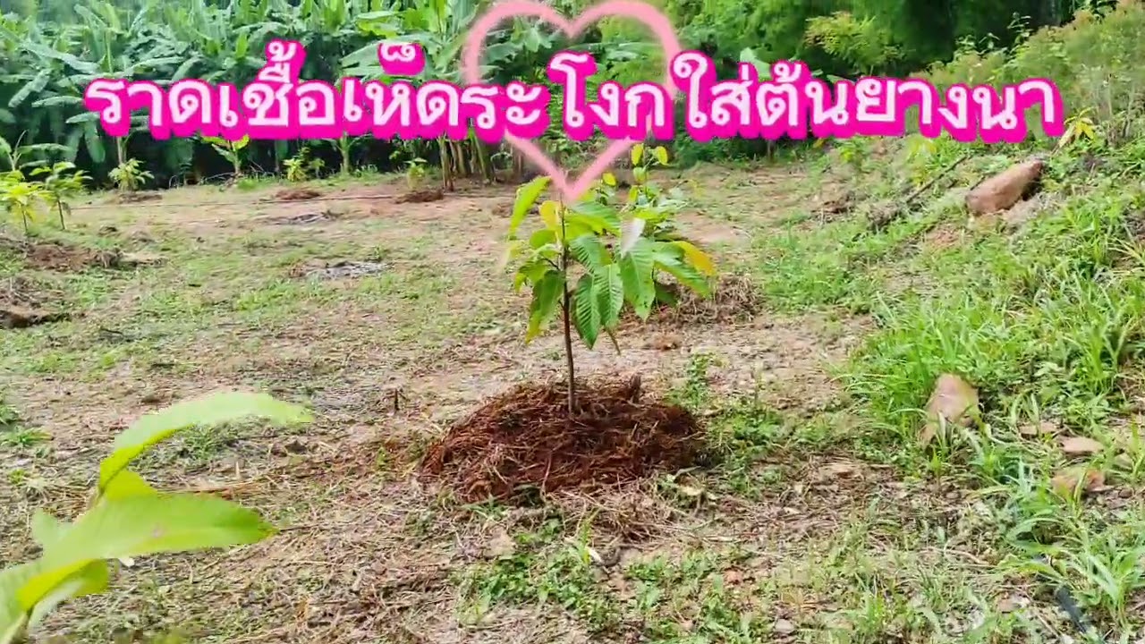 #ราดเชื้อเห็ดระโงก ep 3/3
