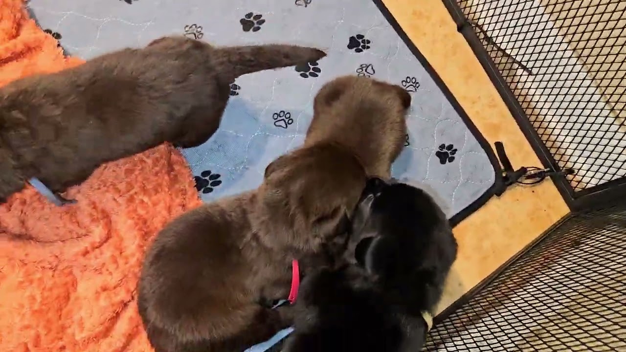 Chocolate/Black Labrador Puppies 3 weeks old. 