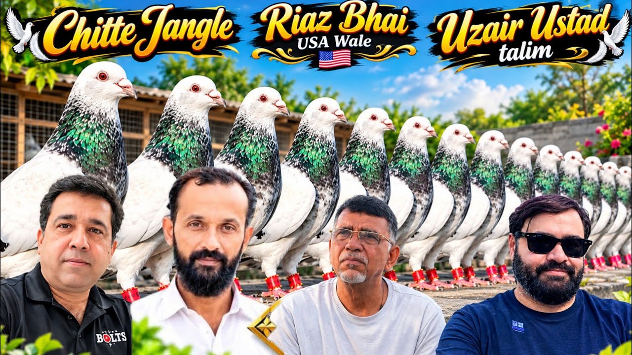 Chitte Jangle | most beautiful collection Gola pigeon | Riaz Bhai USA Wale | Uzair Ustad talim