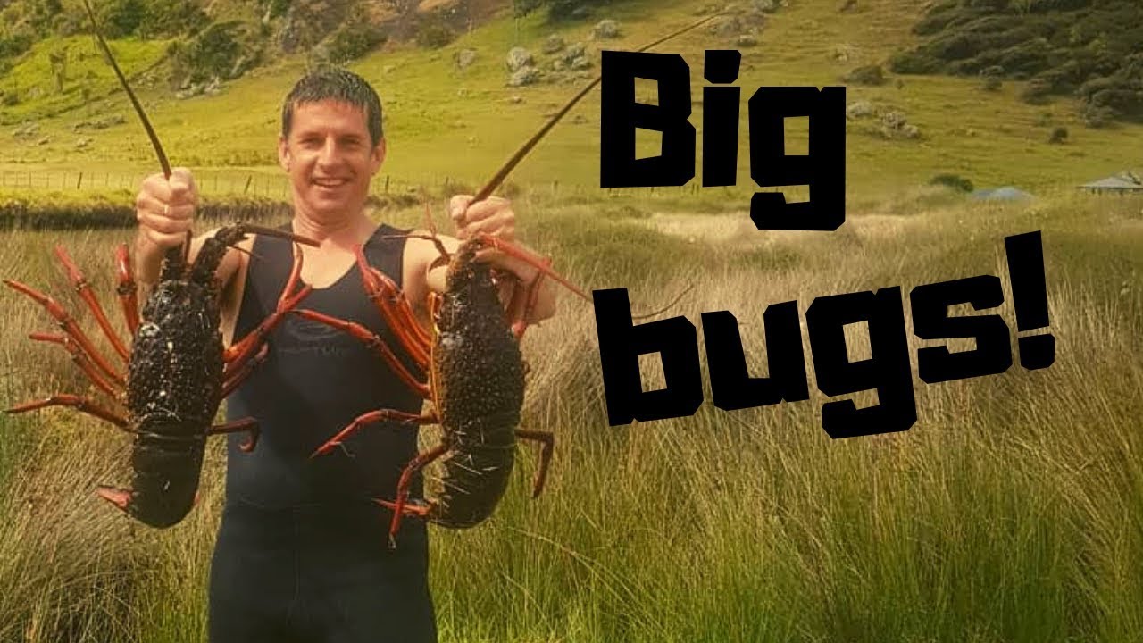 Massive crayfish haul!!! Far north NZ freediving...