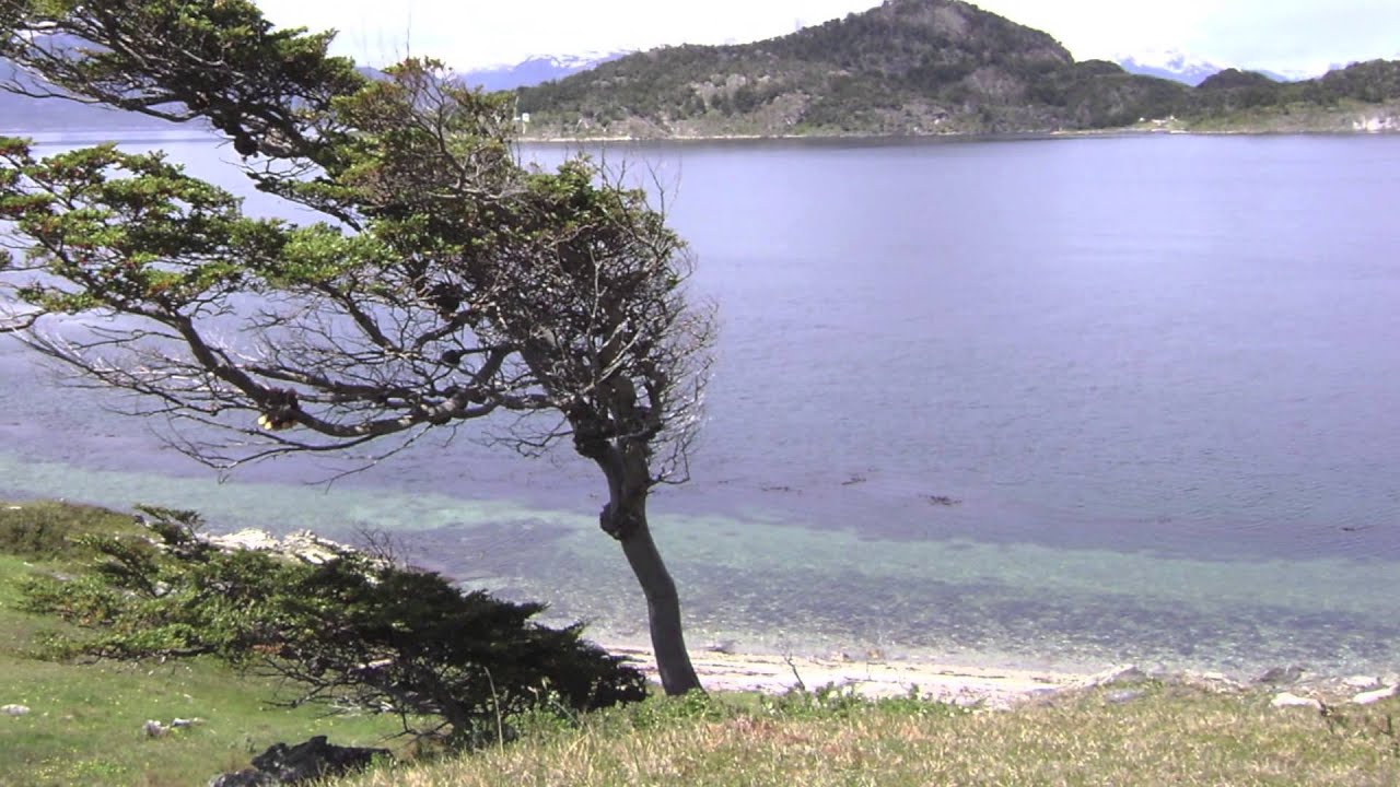 El pi de Formentor de Miquel Costa i Llobera