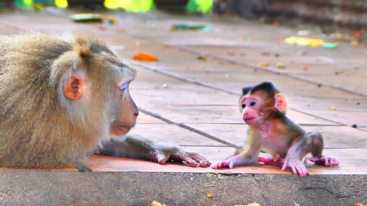 Adorable Baby Monkey Learns to Walk with Loving Family Support.