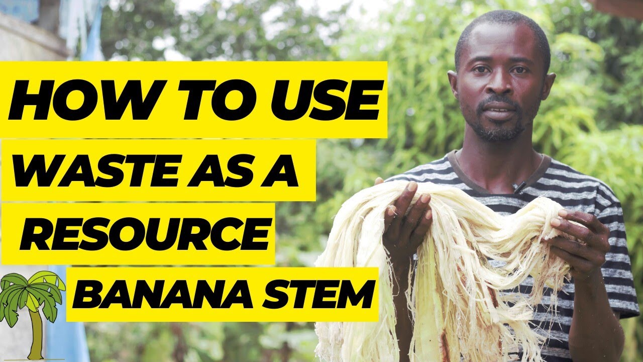 Using Waste As A Resource II Banana Stem II Kumi Perma Ecovillage. #Kumi_Perma_Ecovillage_Ghana