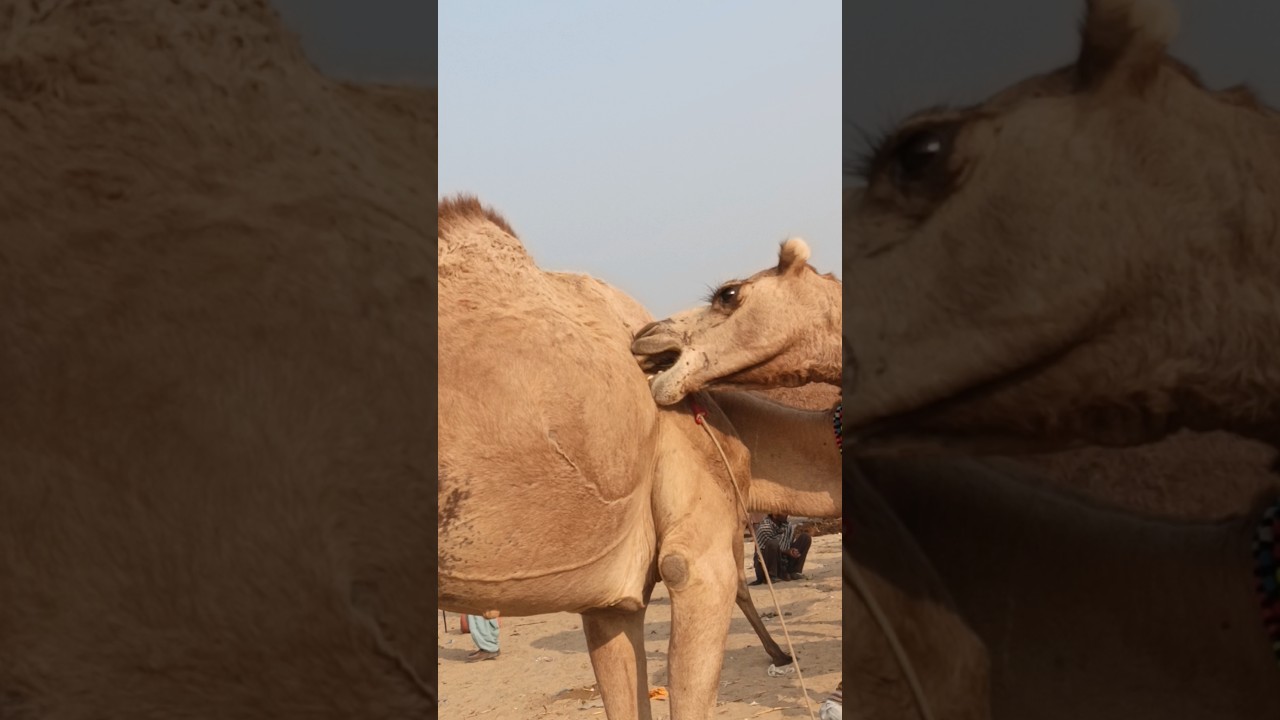 The camel is scratching itself with its mouth