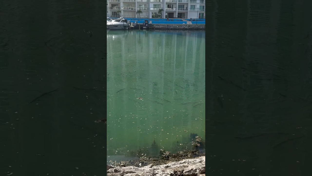 Рыбы нашего двора 😄 #рыбовпоказываю #mx #pesca #fish #рыба #жизньвмексике #caribbeanlife