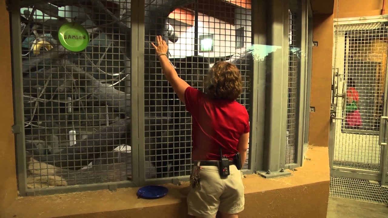 Gorilla Forest Exhibit at Como Zoo
