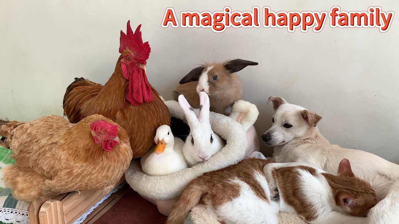 So funny! The puppy comforts the sad kitten, and the rabbit massages the cat. The rooster is shocked