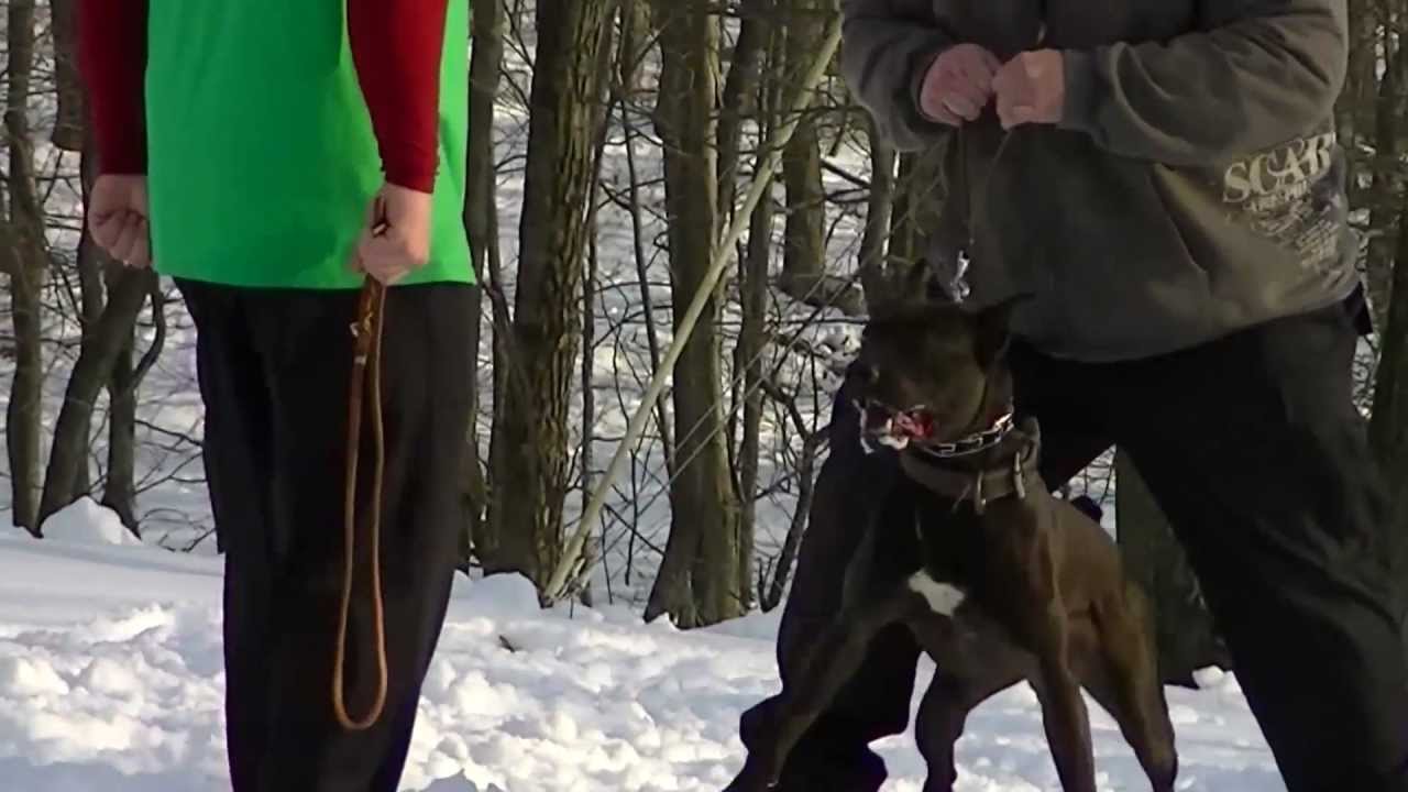 Donovan Pinscher Development History Now & Then at a Glance 1 HD Visions
