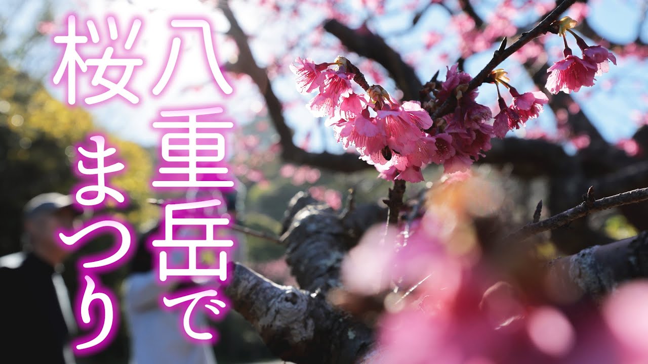 【日本一早咲き】もとぶ桜まつり17日開幕