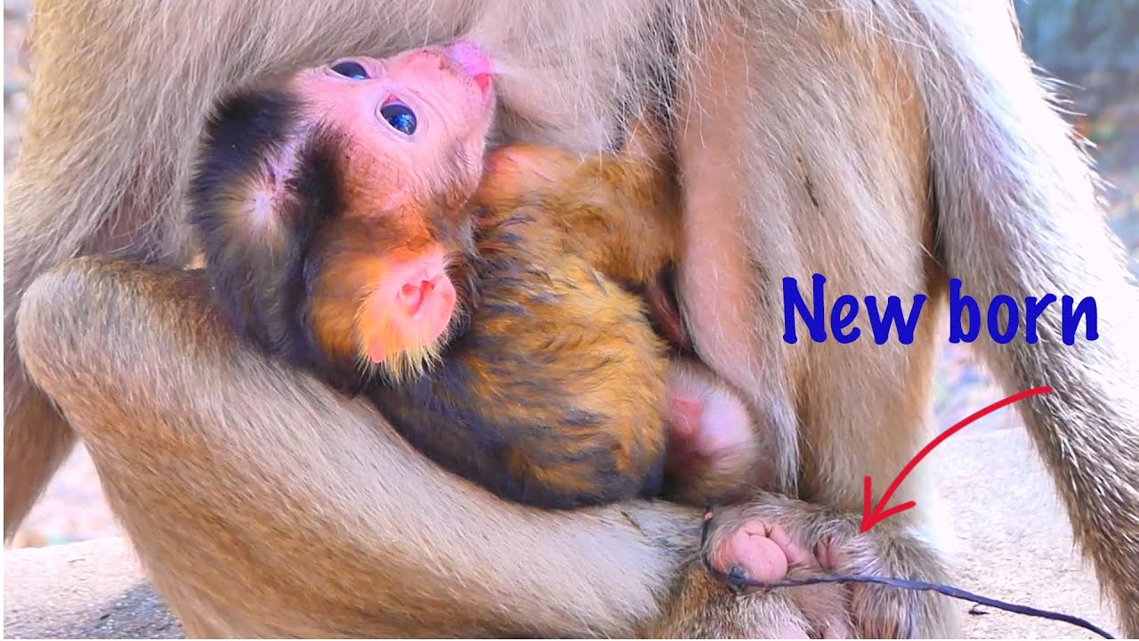 Adorable Moment &mdash; Baby Monkey MOKA Enjoys Feeding with Mama 🐒💛