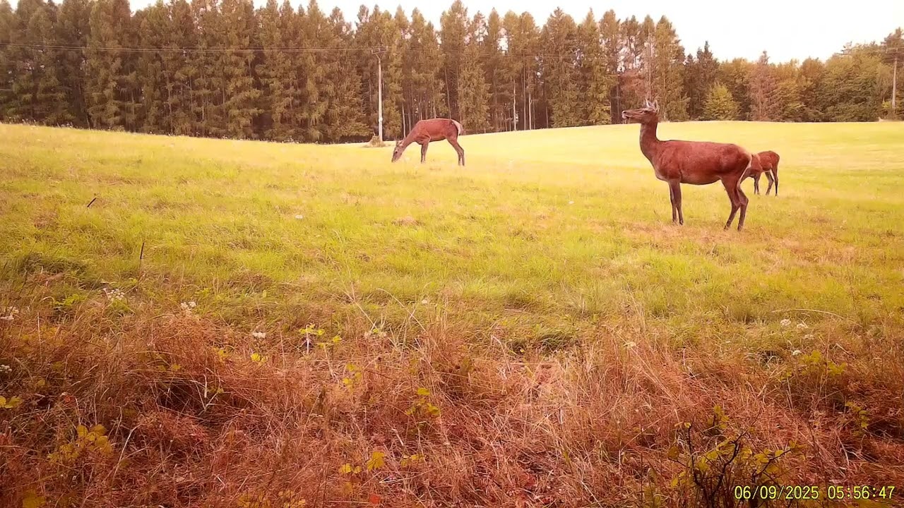 Pohľad na lúku (časť 26) - jelenia ruja