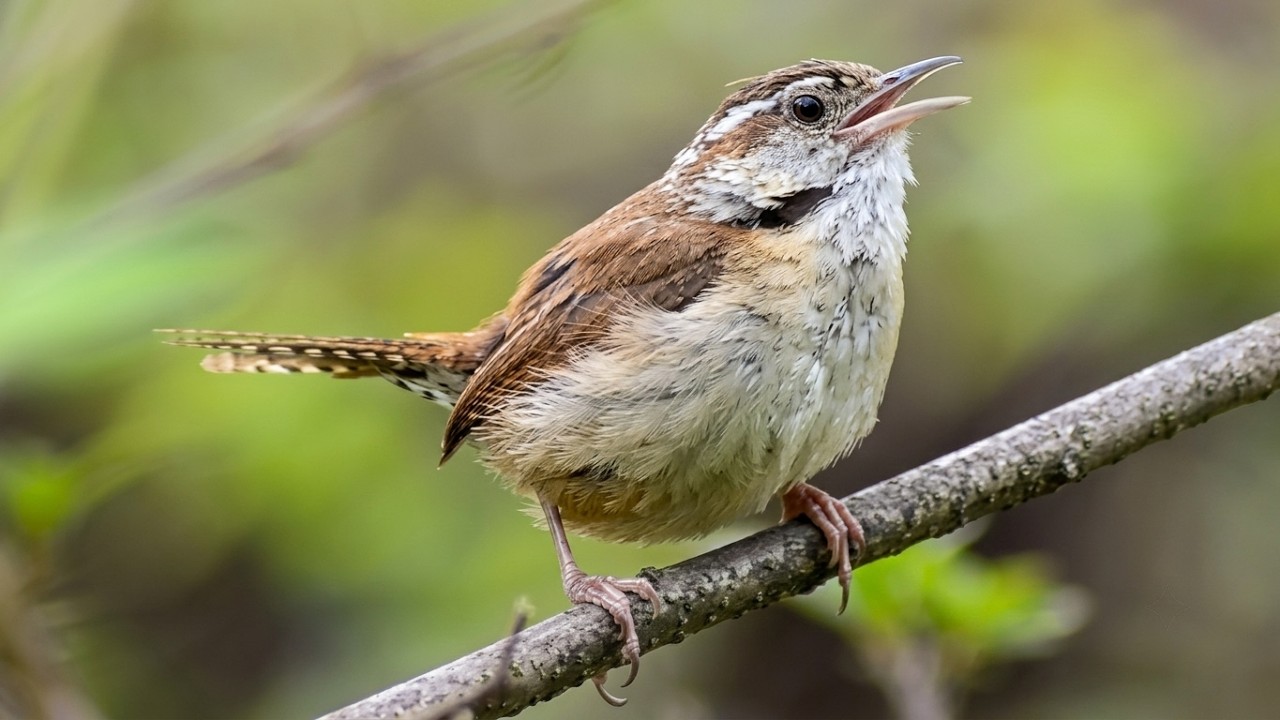 Carolina wren singing his heart out