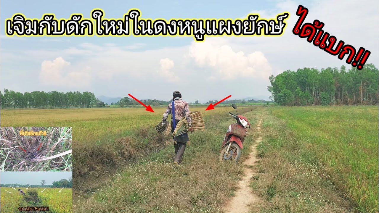 จัดหนักดงหนูแผงยักษ์!!กับไม้ไผ่ชุดใหม่จัดหนักให้แบกกันตั้งแต่ครั้งแรกของปีกันไปเลย